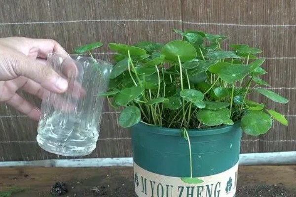 土培铜钱草的养殖方法，每隔3天浇灌一次水分