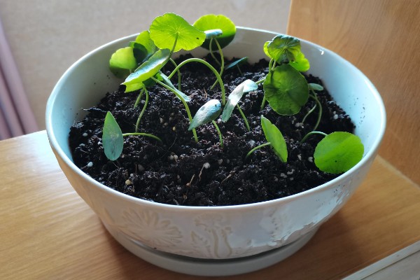 土培铜钱草的养殖方法，每隔3天浇灌一次水分