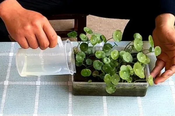 土培铜钱草的养殖方法，每隔3天浇灌一次水分