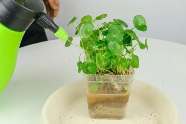 土培铜钱草的养殖方法，每隔3天浇灌一次水分