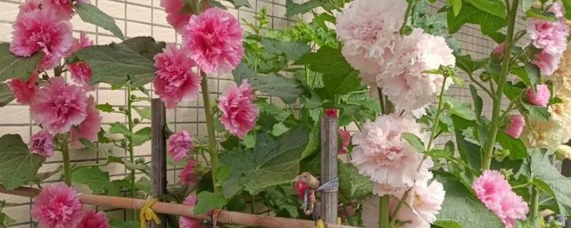 蜀葵盆栽如何种植，可以在春夏秋4-10月份进行