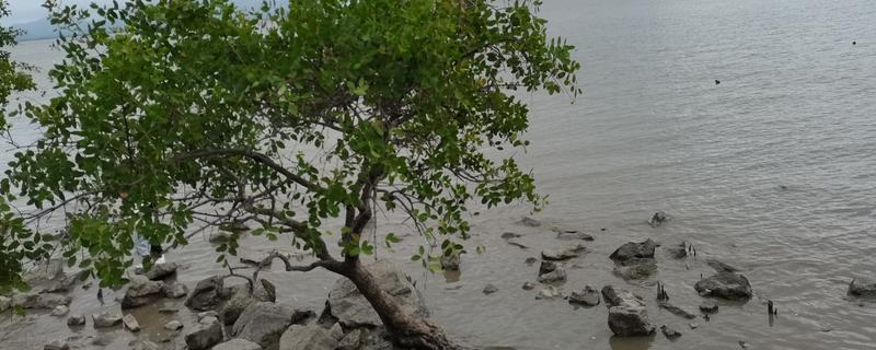 有什么真红树林植物，常见红树、秋茄、桐花树等品种