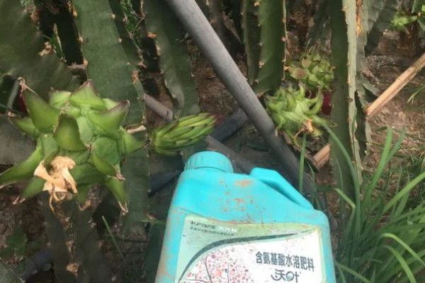 火龙果茎枯病的症状，植株棱边会出现非常多的小黑点