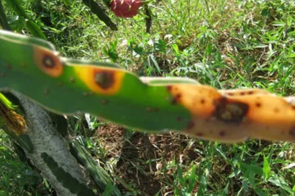 火龙果茎枯病的症状，植株棱边会出现非常多的小黑点