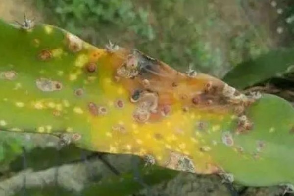 火龙果茎枯病的症状，植株棱边会出现非常多的小黑点