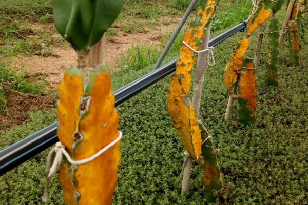 火龙果茎枯病的症状，植株棱边会出现非常多的小黑点