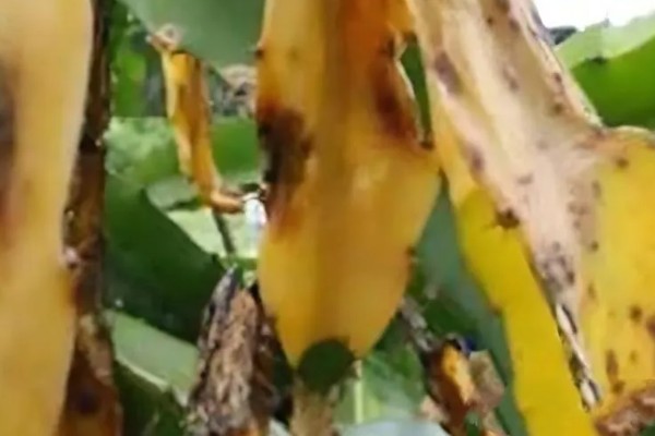 火龙果茎枯病的症状，植株棱边会出现非常多的小黑点