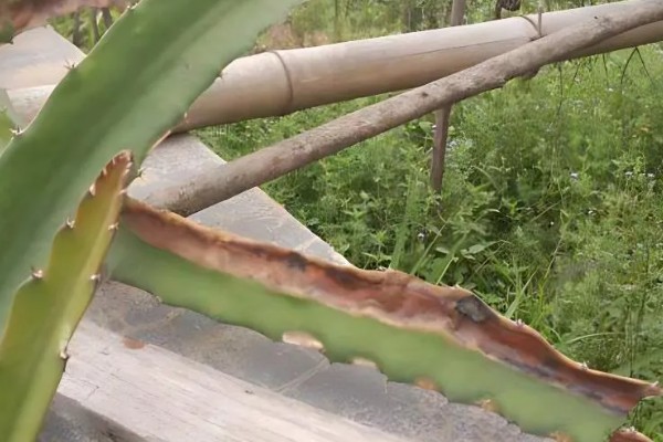 火龙果茎枯病的症状，植株棱边会出现非常多的小黑点