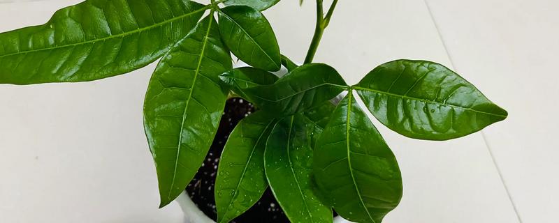 怎么养小发财树，春秋每3-5天浇一次水