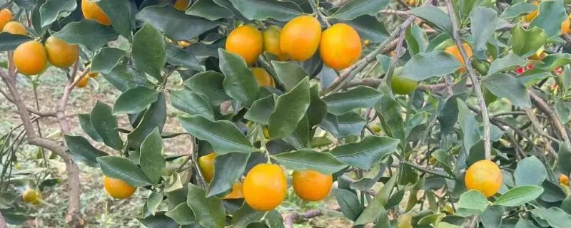 脆皮金桔盆栽的养殖方法，根据植株的生长状态进行施肥