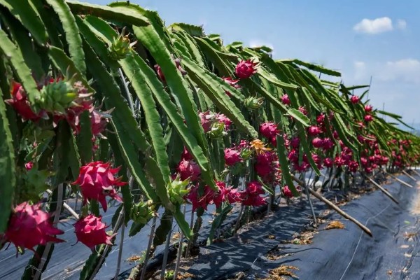 火龙果茎枯病的症状，植株棱边会出现非常多的小黑点