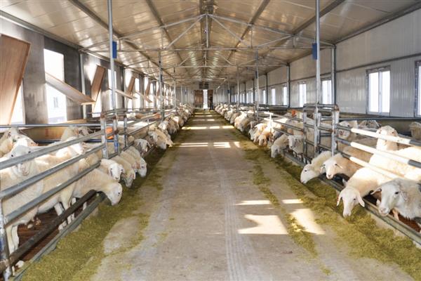 山地养殖什么，可以养土鸡、山羊等