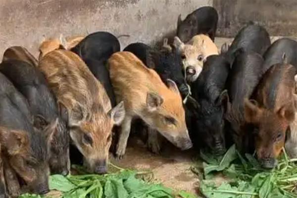 山地养殖什么，可以养土鸡、山羊等