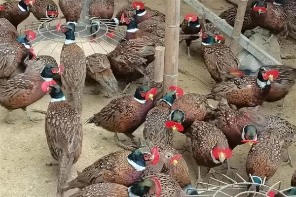 山地养殖什么，可以养土鸡、山羊等