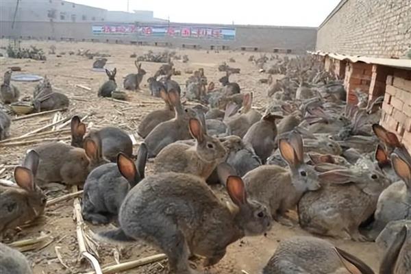 山地养殖什么，可以养土鸡、山羊等