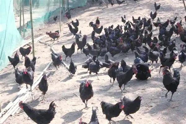 山地养殖什么，可以养土鸡、山羊等