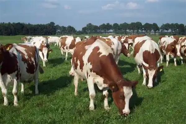 山地养殖什么，可以养土鸡、山羊等