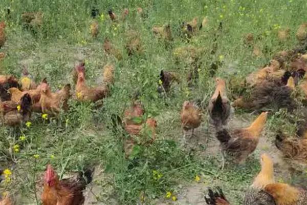 山地养殖什么，可以养土鸡、山羊等