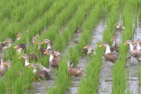 山地养殖什么，可以养土鸡、山羊等