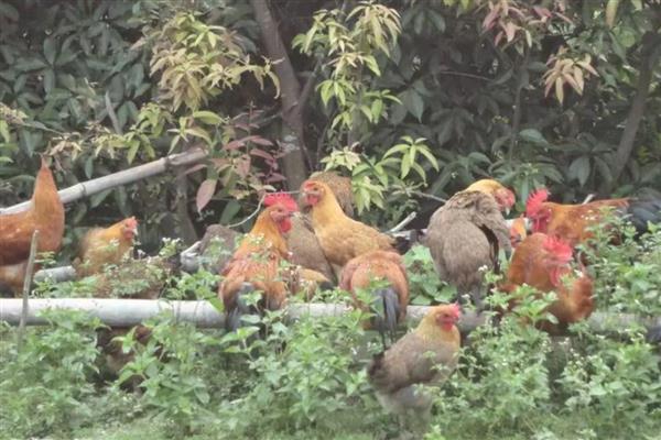 山地养殖什么，可以养土鸡、山羊等