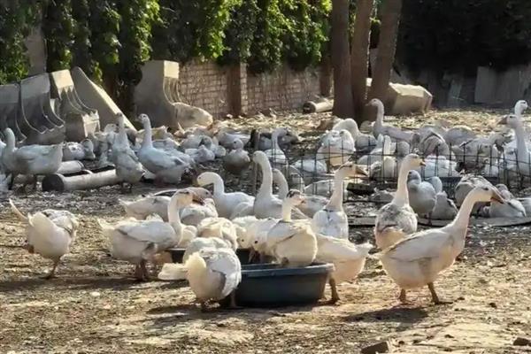 山地养殖什么，可以养土鸡、山羊等