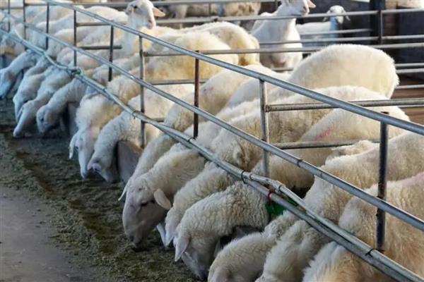 山地养殖什么，可以养土鸡、山羊等