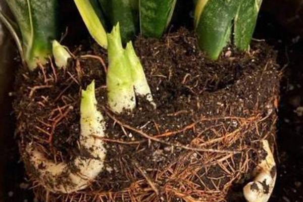 虎皮兰叶片缺水有什么信号,可以用手指插入土壤中查看