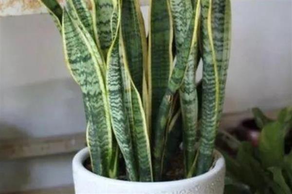 虎皮兰叶片缺水有什么信号,可以用手指插入土壤中查看