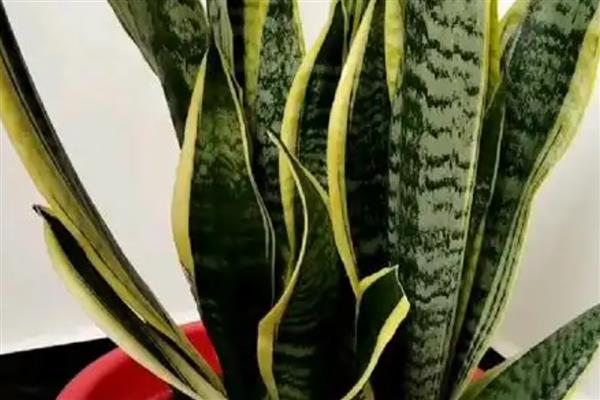 虎皮兰叶片缺水有什么信号,可以用手指插入土壤中查看