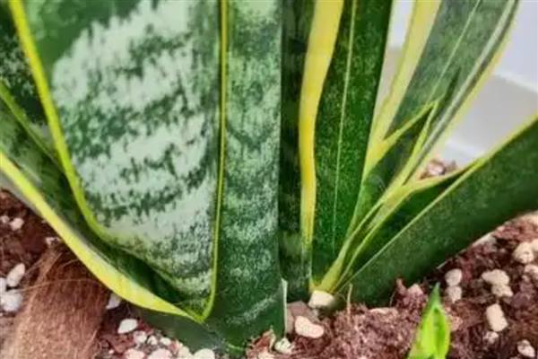 虎皮兰叶片缺水有什么信号,可以用手指插入土壤中查看