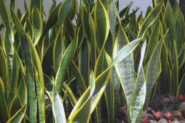 虎皮兰叶片缺水有什么信号,可以用手指插入土壤中查看