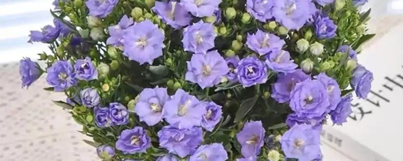 丹麦风铃的花期，花期约有两个月长