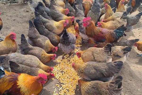 山地养殖什么，可以养土鸡、山羊等