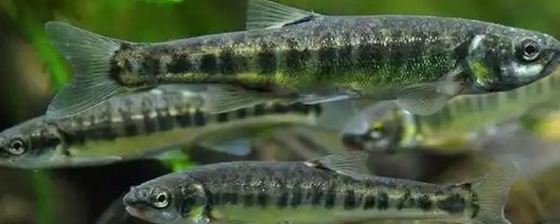 柳根鱼能不能养在缸中，可以家养但并不普遍