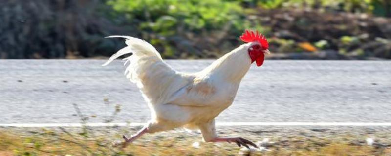 鸡飞不起来的原因，翅膀肌肉组织退化失去飞行优势