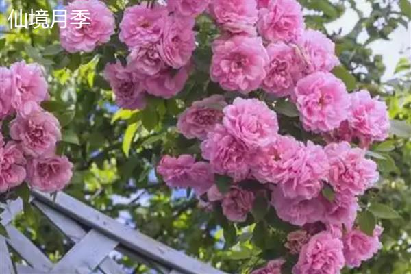 月季的品种,常见的有藤本月季、仙境月季等