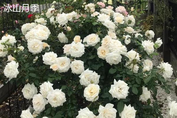 月季的品种,常见的有藤本月季、仙境月季等