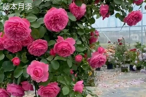 月季的品种,常见的有藤本月季、仙境月季等