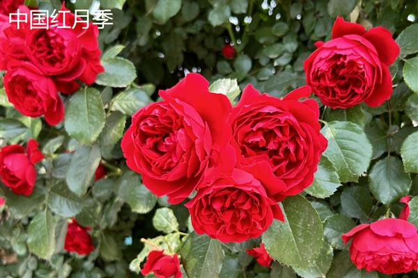 月季的品种,常见的有藤本月季、仙境月季等