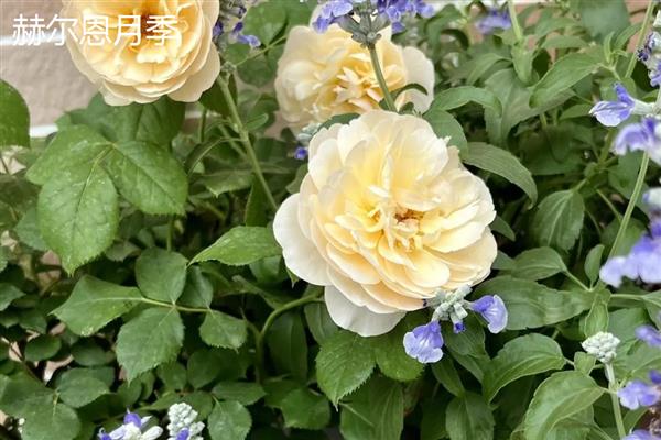 月季的品种,常见的有藤本月季、仙境月季等