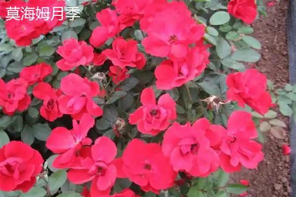 月季的品种,常见的有藤本月季、仙境月季等