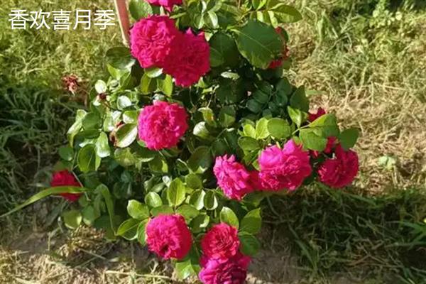 月季的品种,常见的有藤本月季、仙境月季等