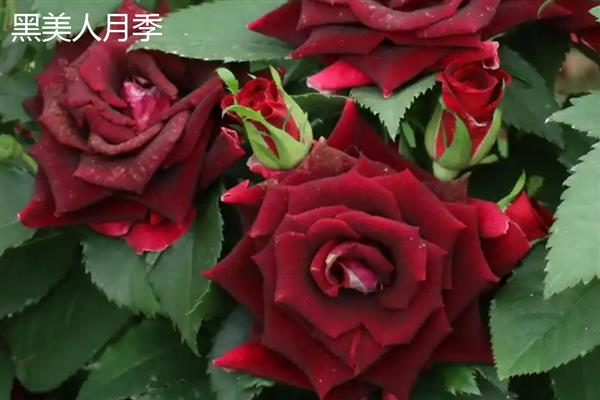 月季的品种,常见的有藤本月季、仙境月季等