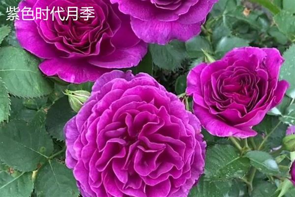 月季的品种,常见的有藤本月季、仙境月季等