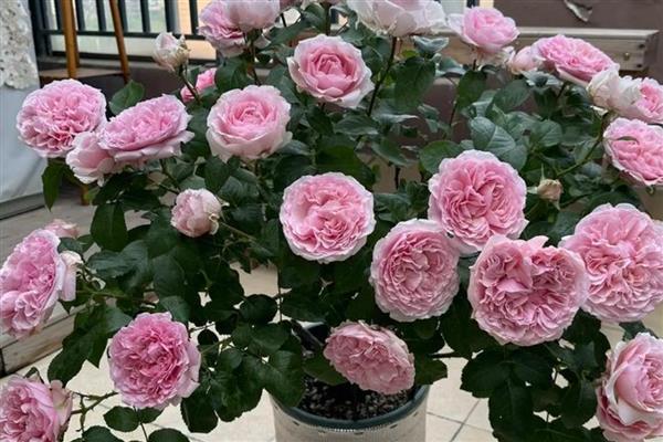 月季的品种,常见的有藤本月季、仙境月季等