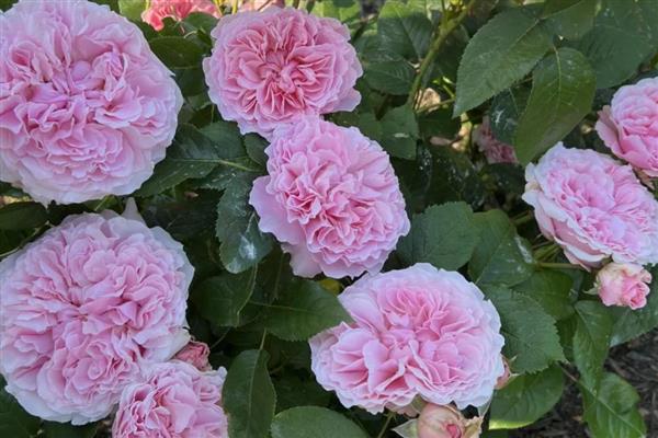 月季的品种,常见的有藤本月季、仙境月季等