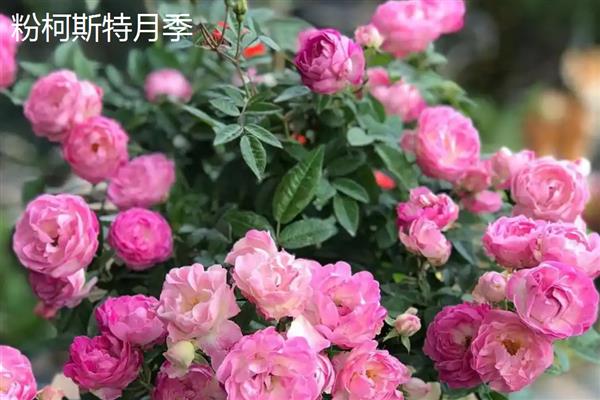 月季的品种,常见的有藤本月季、仙境月季等