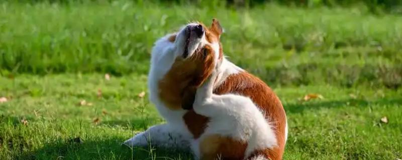 狗狗为什么一直挠痒痒，可能是皮肤过敏、外伤在结痂等因素所致