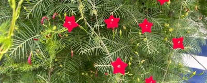 羽叶茑萝从播种到开花要多长时间，需要三个月左右