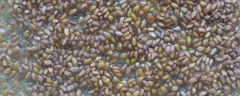 草莓有没有种子，呈螺旋形分布在果肉上